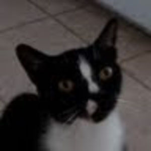 Meet your Posher, Hazelbasil